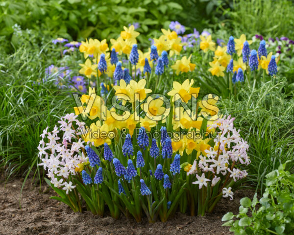 Spring flowers mixed Spring flowers mixed