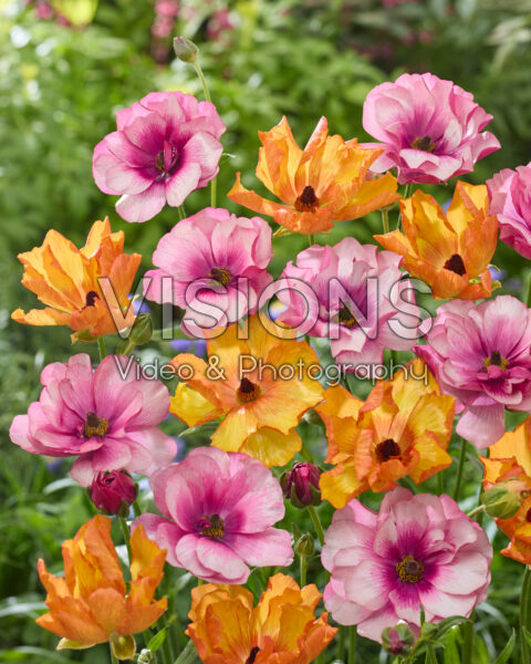 Ranunculus Butterfly™ Minoan®, Thiva ® Ranunculus Butterfly™ Minoan®, Thiva ®