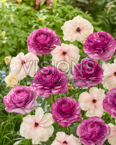 Ranunculus Butterfly™ Ariadne®, Ranunculus Romance™ Loubeyres Ranunculus Butterfly™ Ariadne®, Ranunculus Romance™ Loubeyres