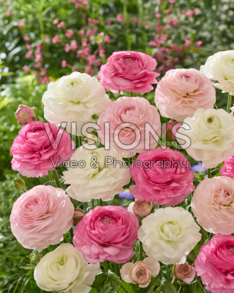 Ranunculus Romance™ mix Ranunculus Romance™ mix