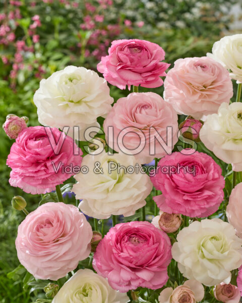 Ranunculus Romance™ mix Ranunculus Romance™ mix
