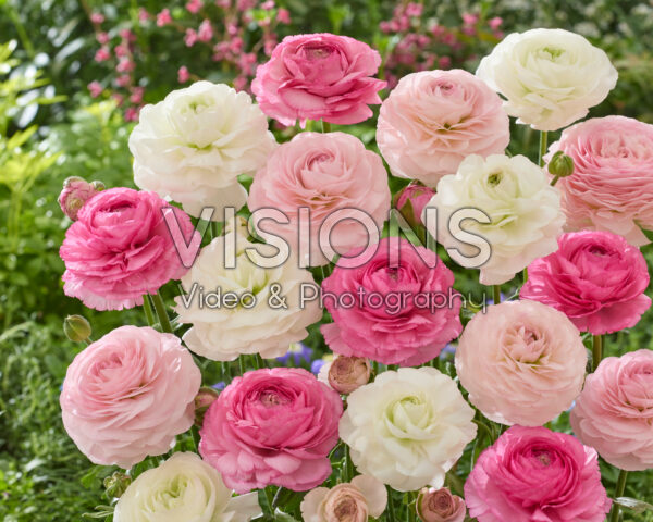 Ranunculus Romance™ mix Ranunculus Romance™ mix