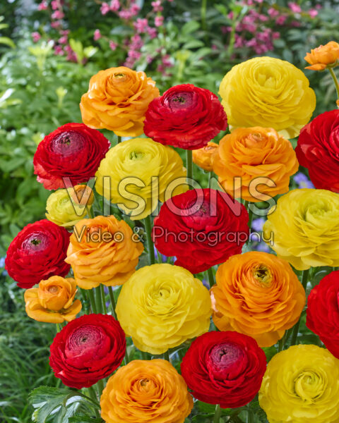 Ranunculus Romance⢠mix Ranunculus Romance⢠mix