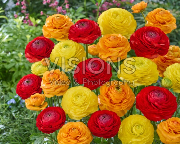 Ranunculus Romanceâ„¢ mix Ranunculus Romanceâ„¢ mix