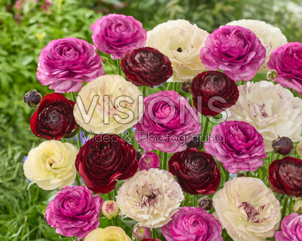 Ranunculus Romanceâ„¢ mix Ranunculus Romanceâ„¢ mix