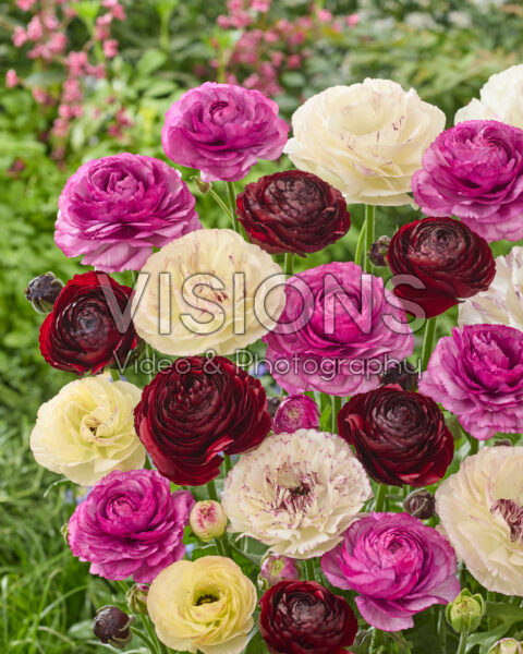 Ranunculus Romanceâ„¢ mix Ranunculus Romanceâ„¢ mix