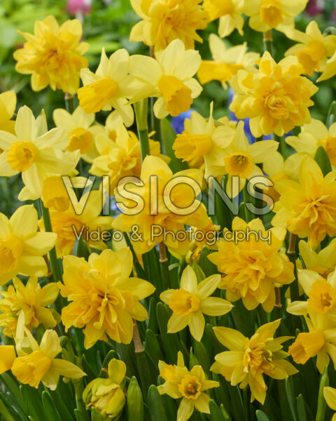 Narcissus Tete a Tete, Tete Boucle Narcissus Tete a Tete, Tete Boucle