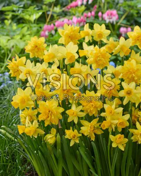 Narcissus Tete a Tete, Tete Boucle Narcissus Tete a Tete, Tete Boucle