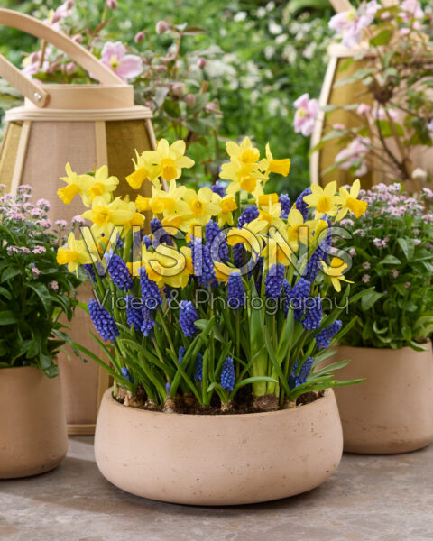 Narcissus Tete a Tete, Muscari Narcissus Tete a Tete, Muscari