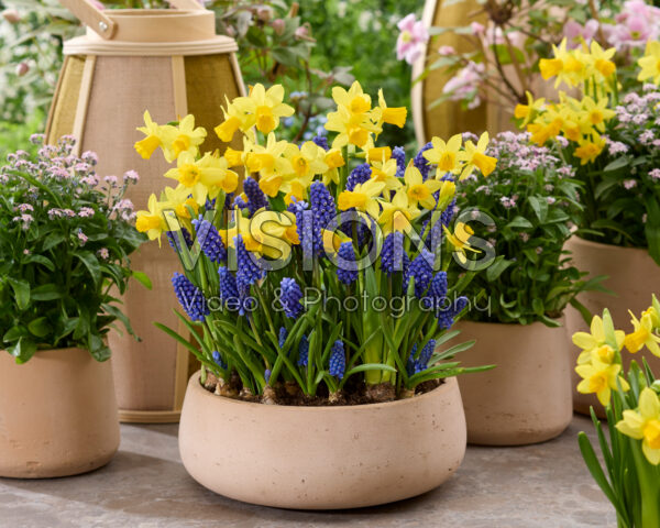 Narcissus Tete a Tete, Muscari Narcissus Tete a Tete, Muscari