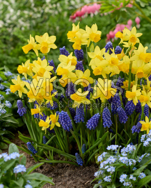 Narcissus Tete a Tete, Muscari Narcissus Tete a Tete, Muscari