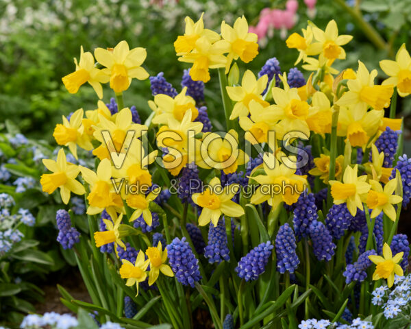 Narcissus Tete a Tete, Muscari Narcissus Tete a Tete, Muscari