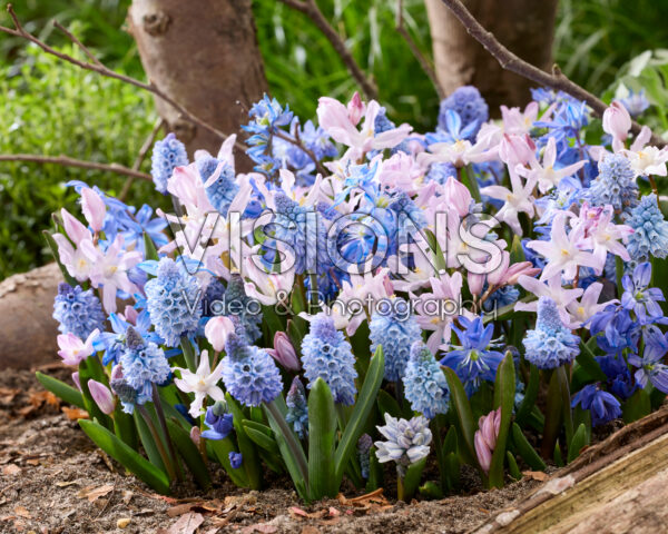 Spring flowers mixed