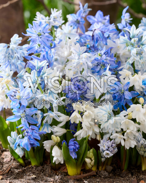Spring flowers mixed Spring flowers mixed