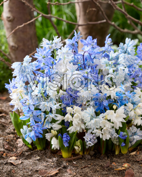 Spring flowers mixed Spring flowers mixed