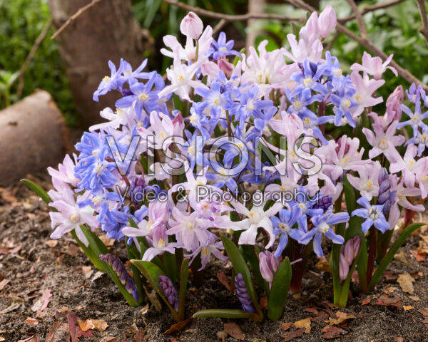 Chionodoxa forbesii Pink Giant, Chionodoxa sardensis Chionodoxa forbesii Pink Giant, Chionodoxa sardensis