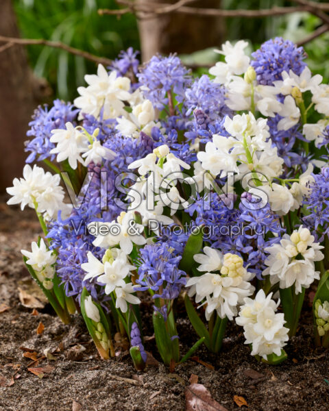 Scilla bifolia, Puschkinia scilloides var. libanotica Alba Scilla bifolia, Puschkinia scilloides var. libanotica Alba