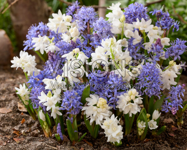Scilla bifolia, Puschkinia scilloides var. libanotica Alba Scilla bifolia, Puschkinia scilloides var. libanotica Alba