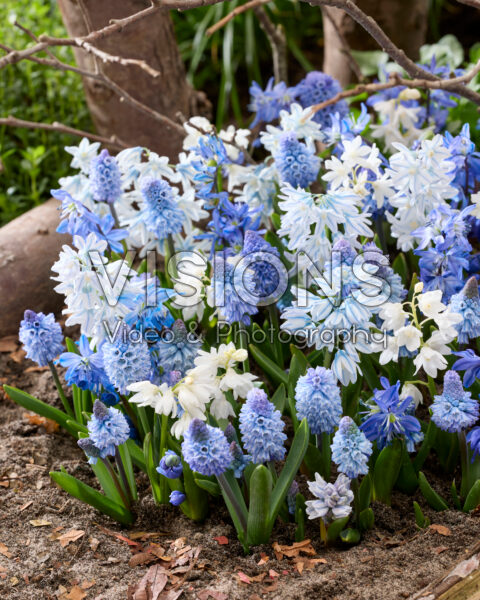Spring flowers mixed