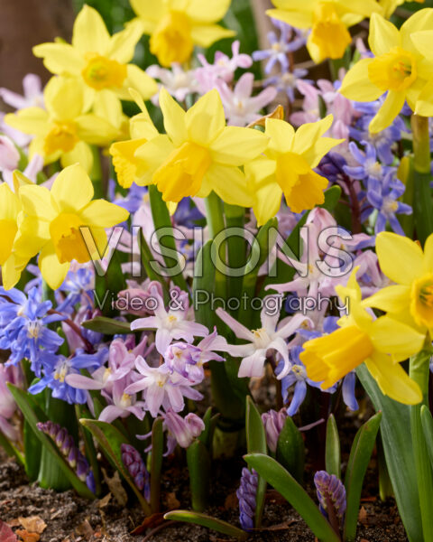 Spring flowers mixed