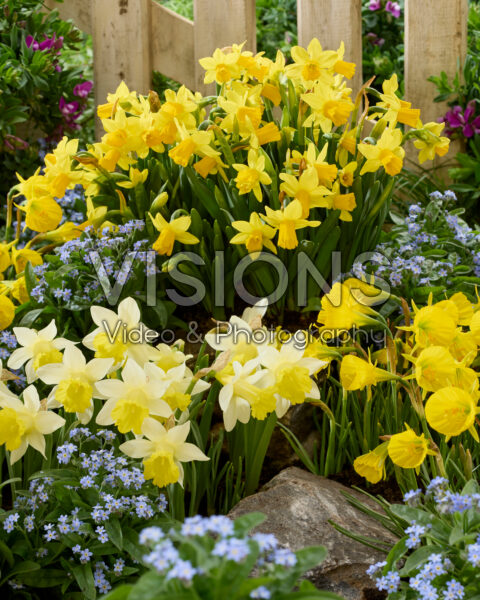 Narcissus combination Narcissus combination