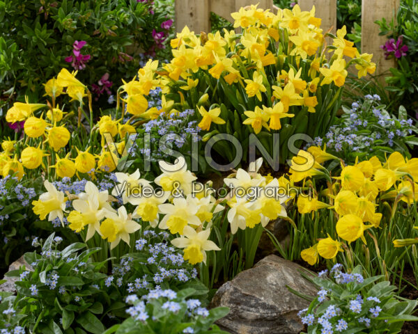 Narcissus combination Narcissus combination