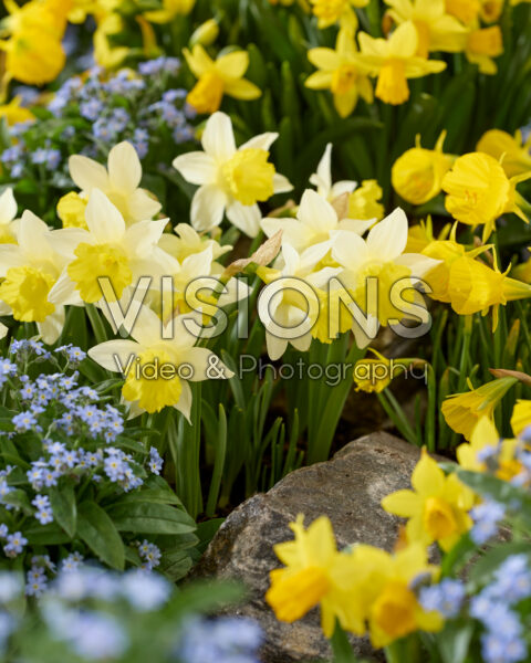 Narcissus combination Narcissus combination