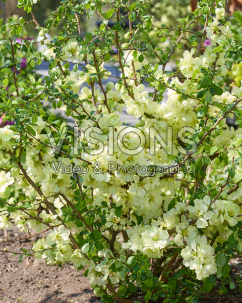 Chaenomeles speciosa Lemon Sorbet Chaenomeles speciosa Lemon Sorbet