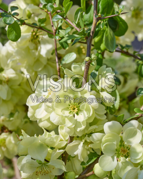 Chaenomeles speciosa Lemon Sorbet Chaenomeles speciosa Lemon Sorbet