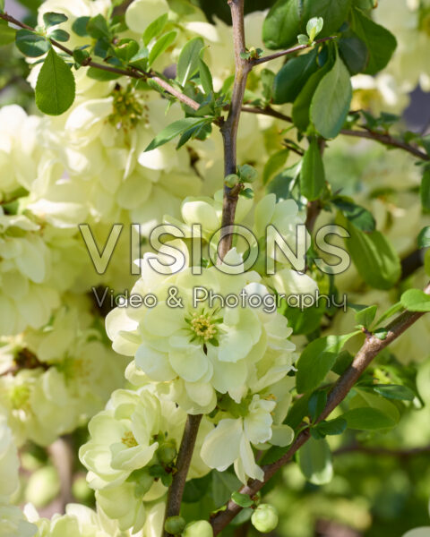 Chaenomeles speciosa Lemon Sorbet Chaenomeles speciosa Lemon Sorbet