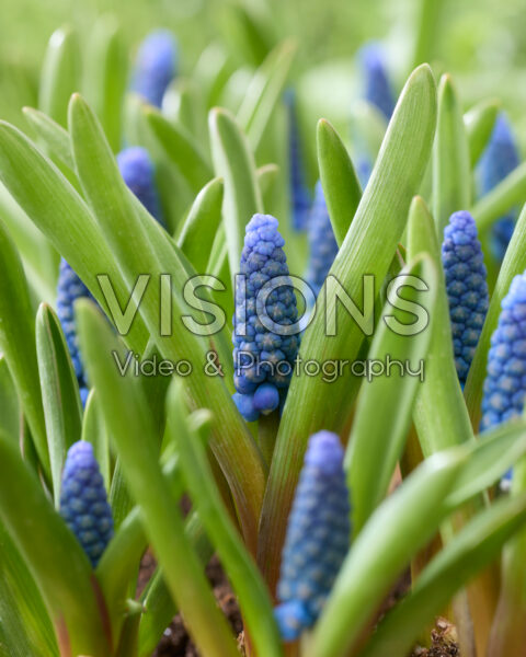 Muscari Blue Moon Muscari Blue Moon