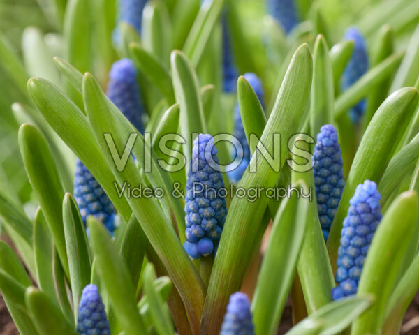 Muscari Blue Moon Muscari Blue Moon