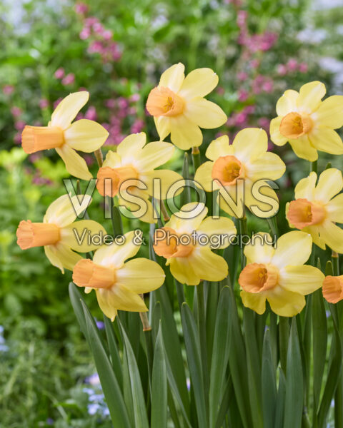 Narcissus Fidan Narcissus Fidan