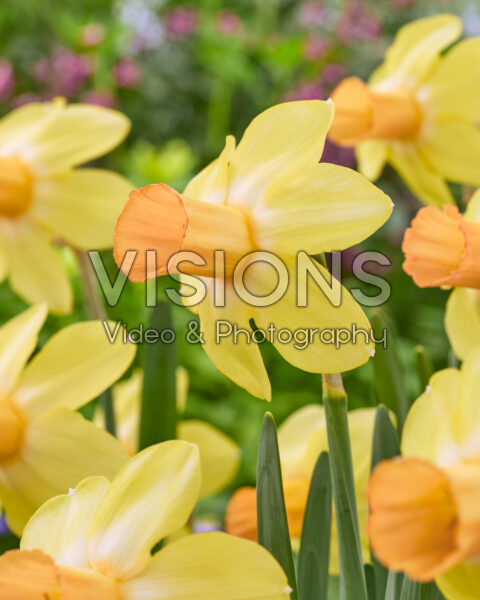 Narcissus Fidan Narcissus Fidan