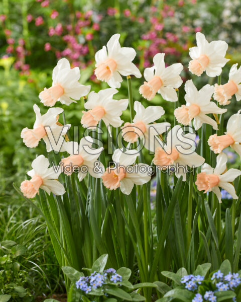 Narcissus Frozen Pink