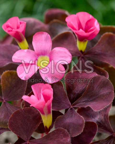 Oxalis Purple Dress Oxalis Purple Dress