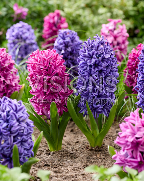 Hyacinthus Miss Saigon, Blue Jacket Hyacinthus Miss Saigon, Blue Jacket