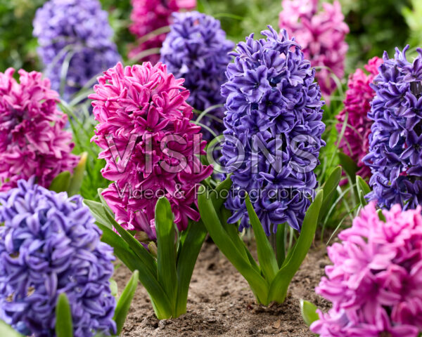 Hyacinthus Miss Saigon, Blue Jacket Hyacinthus Miss Saigon, Blue Jacket