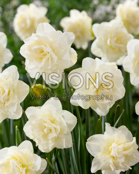 Narcissus Obdam Narcissus Obdam