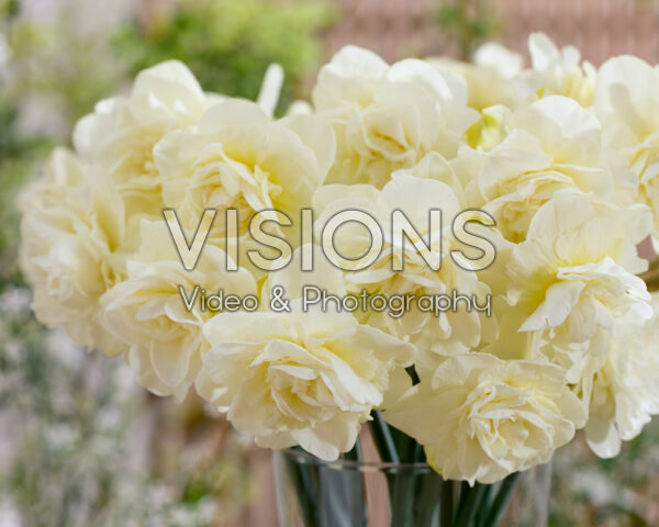 Narcissus Obdam Narcissus Obdam