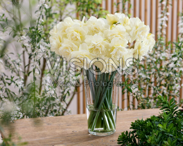 Narcissus Obdam Narcissus Obdam