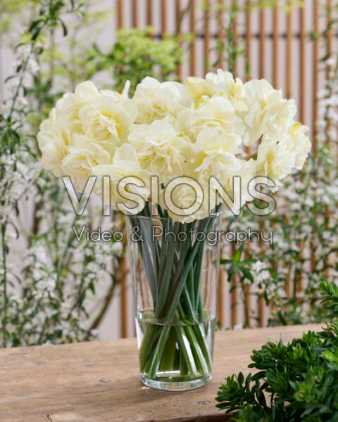 Narcissus Obdam Narcissus Obdam