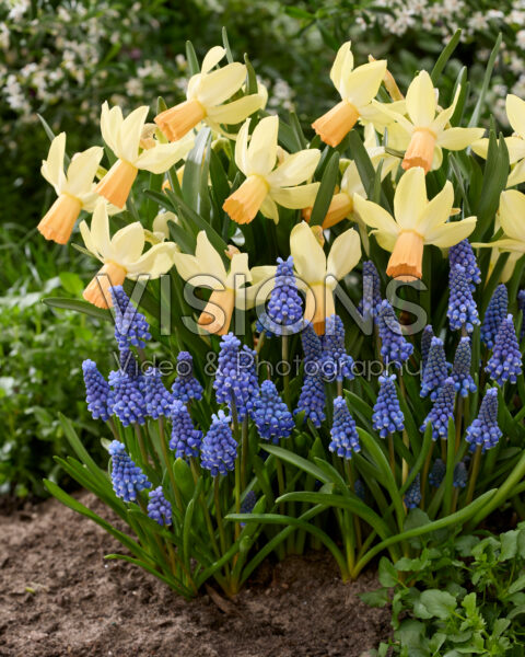 Muscari armeniacum, Narcissus Carice Muscari armeniacum, Narcissus Carice
