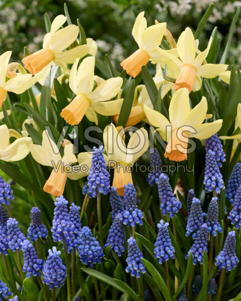 Muscari armeniacum, Narcissus Carice Muscari armeniacum, Narcissus Carice