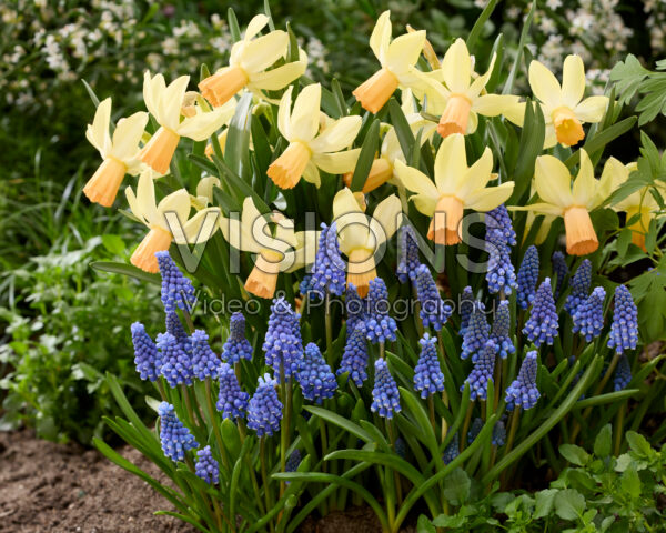 Muscari armeniacum, Narcissus Carice Muscari armeniacum, Narcissus Carice