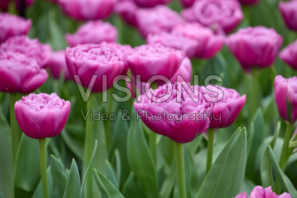 Tulipa Chiara Tulipa Chiara