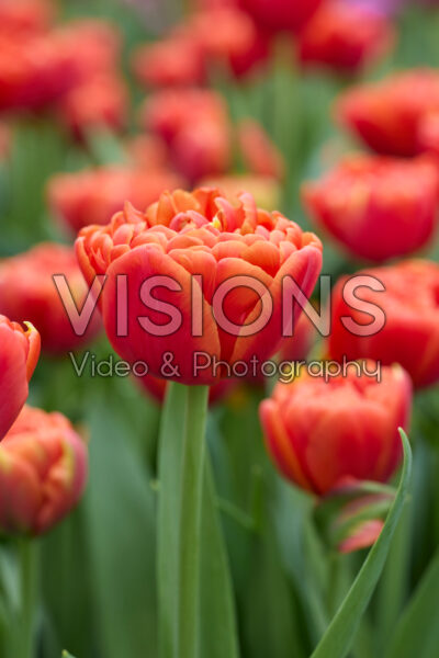 Tulipa Orange Fever Tulipa Orange Fever