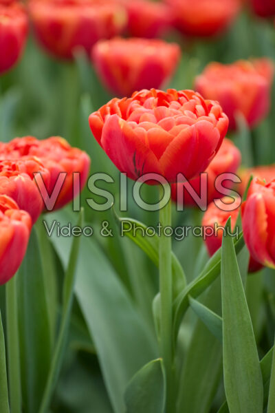 Tulipa Orange Fever Tulipa Orange Fever