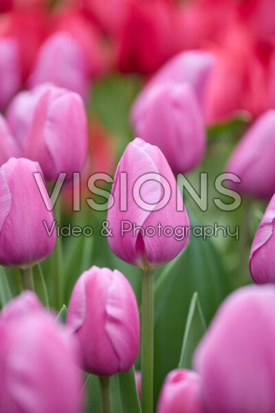 Tulipa Loniet Tulipa Loniet