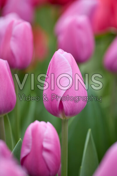 Tulipa Loniet Tulipa Loniet